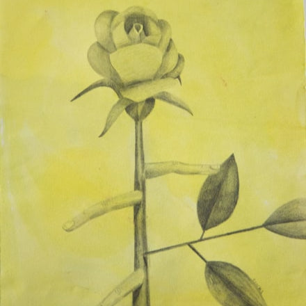 Adult Weekly Beginner Drawing