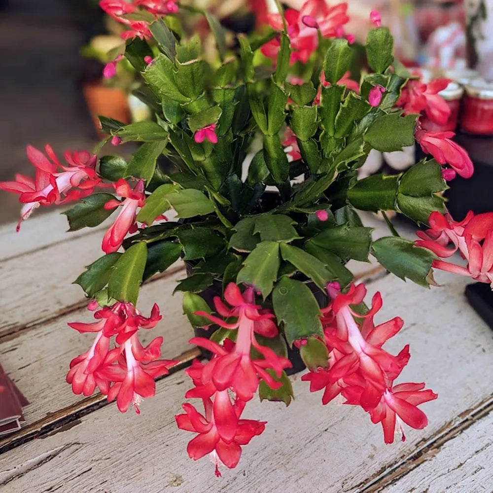 fertilizer for christmas cactus plant Plant 8" Christmas Cactus – Oil & Cotton
