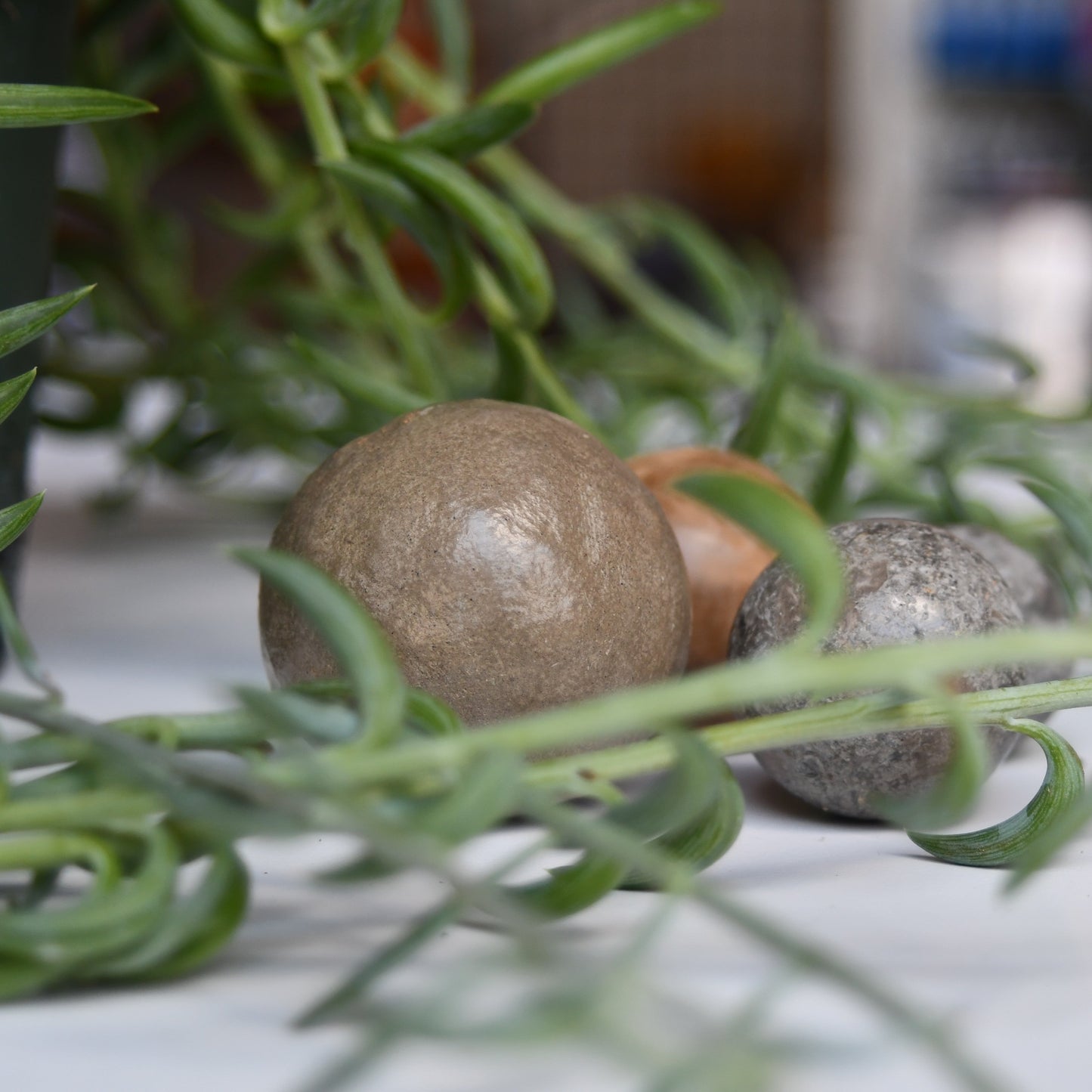 Apr 12 Hikaru Dorodango in the Garden