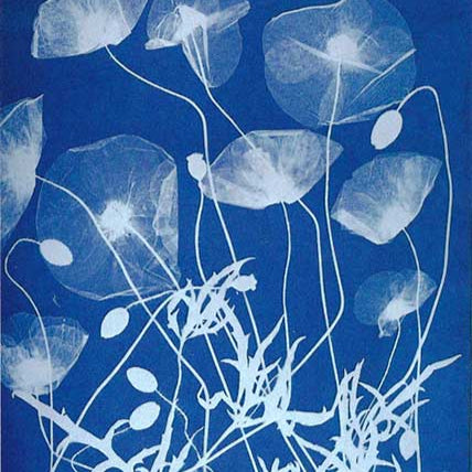 Feb 28 Cyanotypes