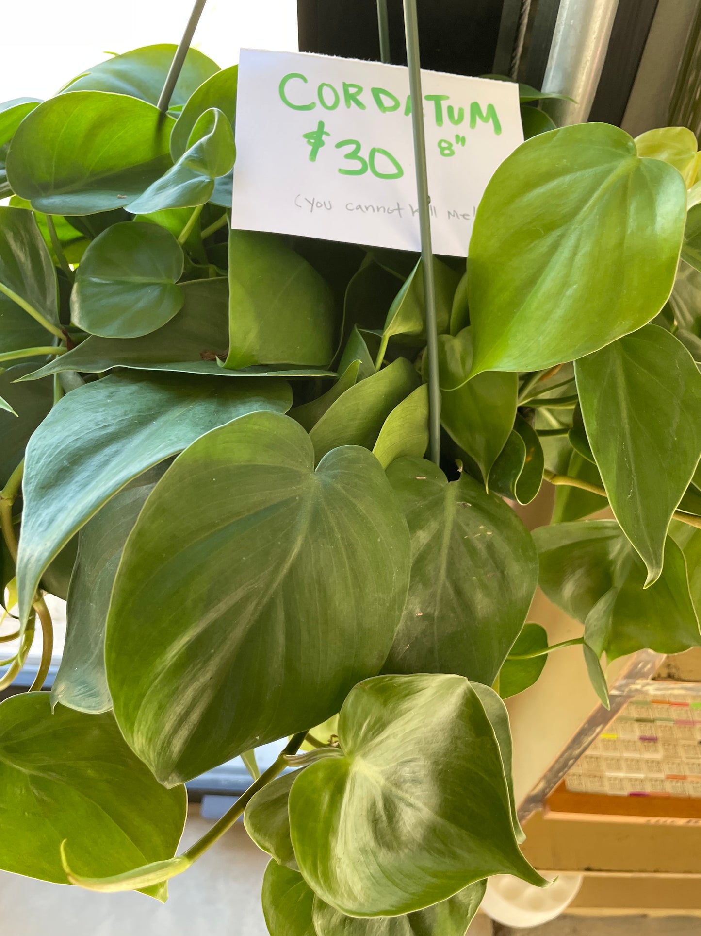 Plant 6" Cordatum Brazil