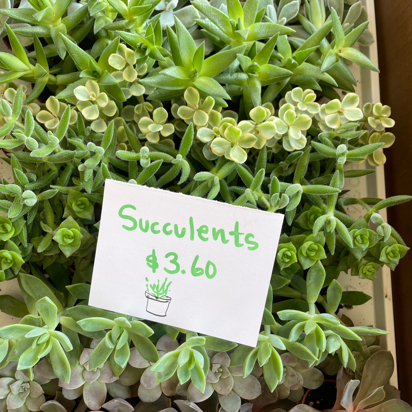 Plant 1.5" succulent