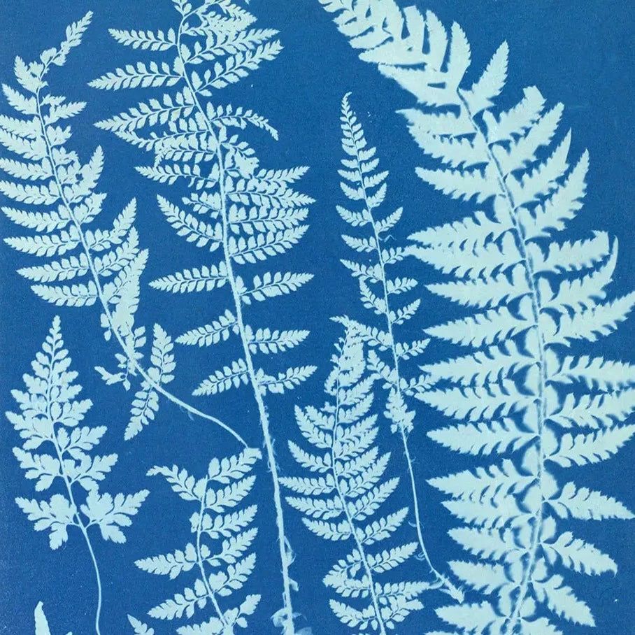 Feb 28 Cyanotypes