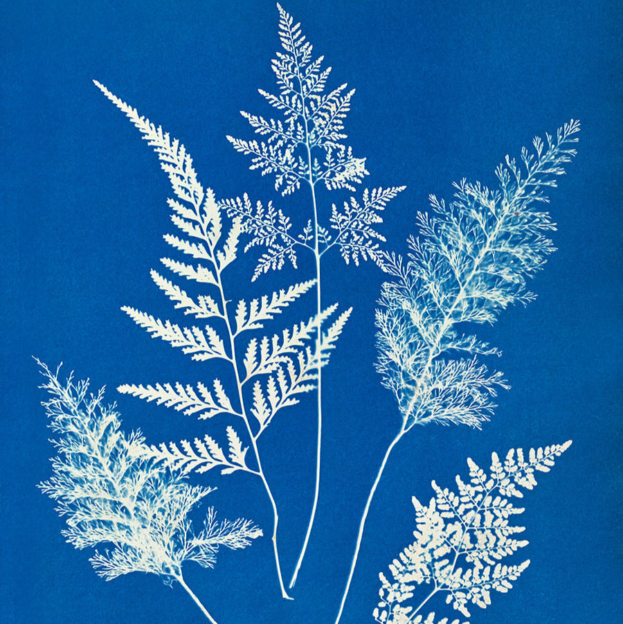 Feb 28 Cyanotypes