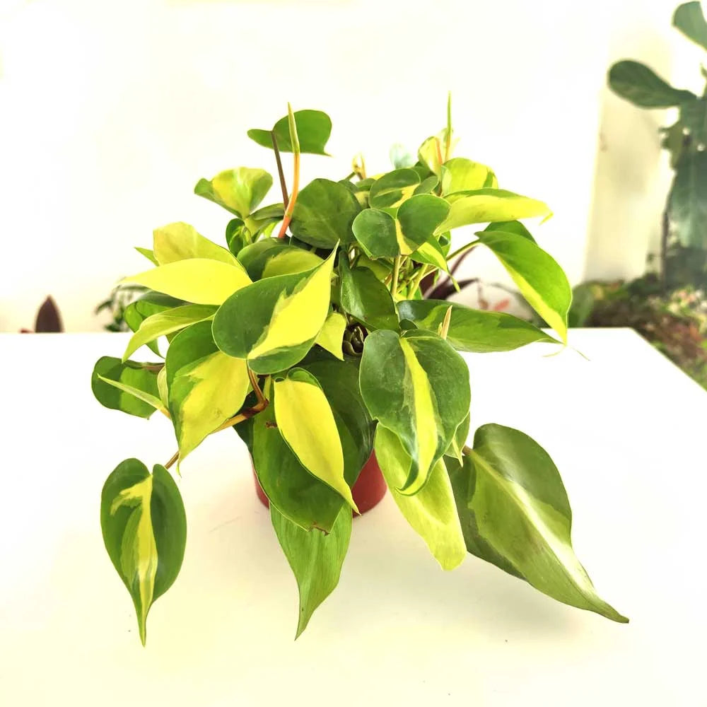 philodendron cordatum brazil Plant 6" Cordatum Brazil