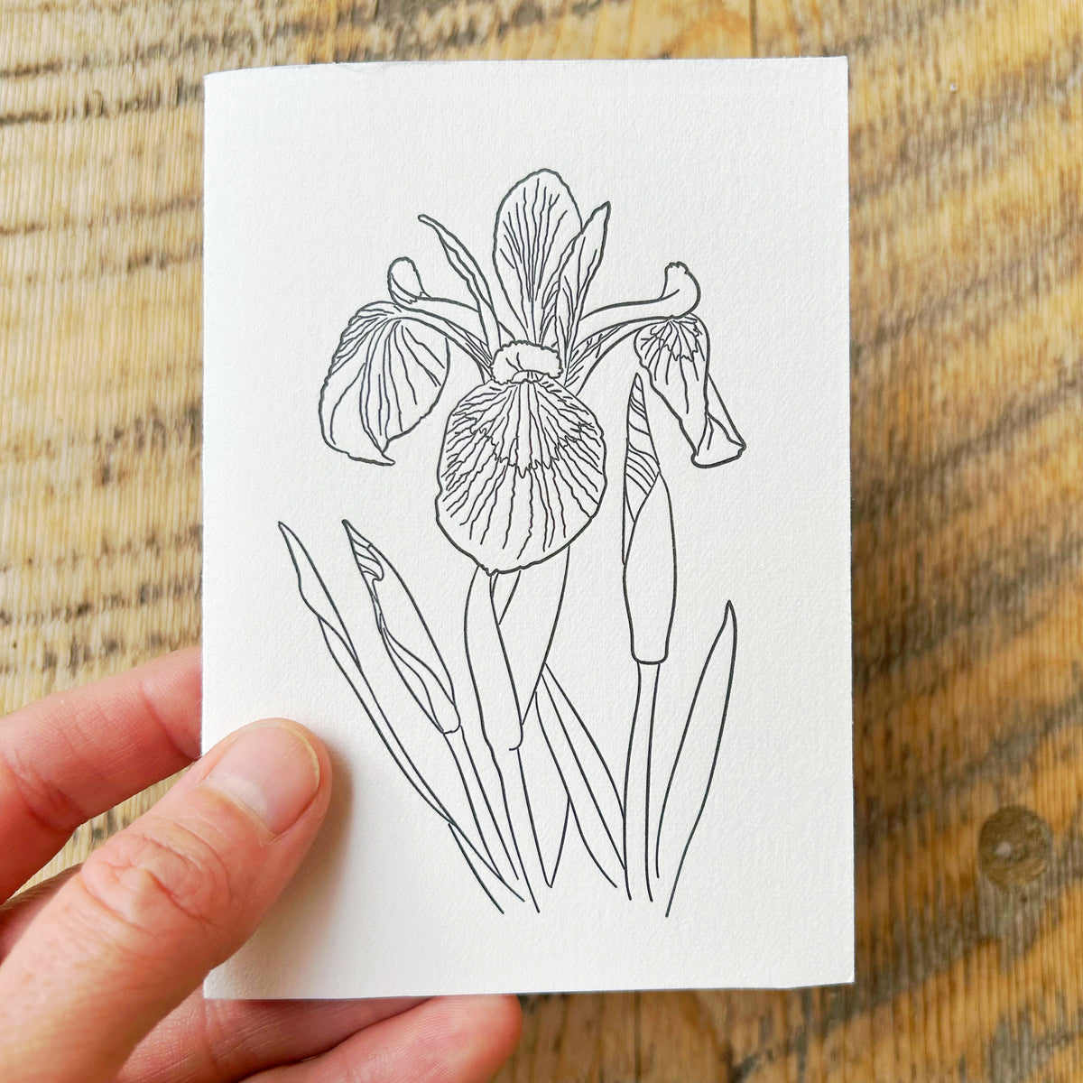 Beam Watercolor Postcards -Wildflowers of Manitoulin-