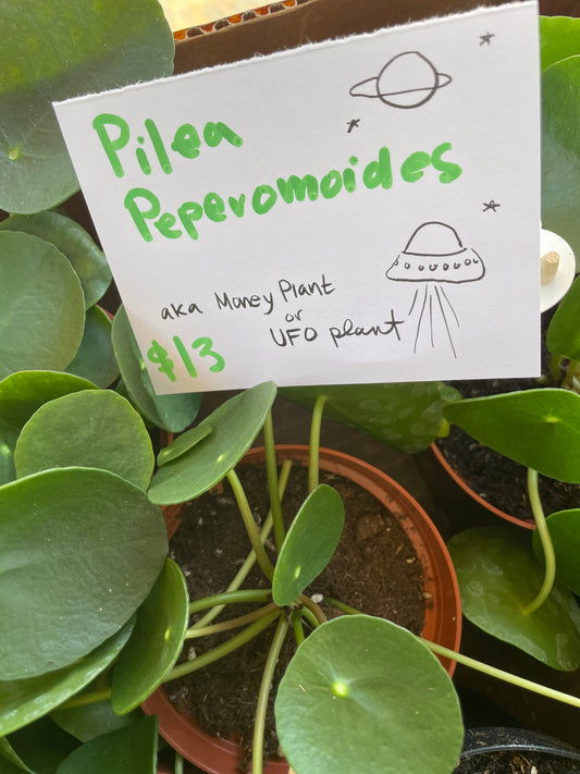 Plant 4" Pilea Peperomoides