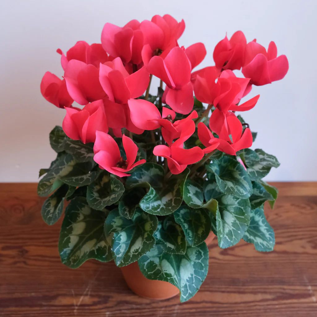 Plant 8" Christmas Cactus