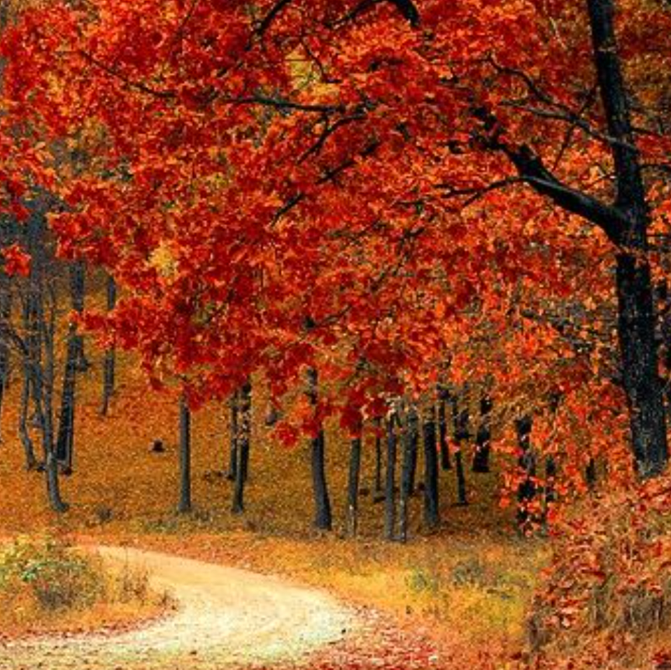 November 25 Oil Pastel Fall Treescape Painting Morning Camp
