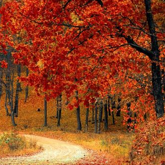 November 25 Oil Pastel Fall Treescape Painting Morning Camp