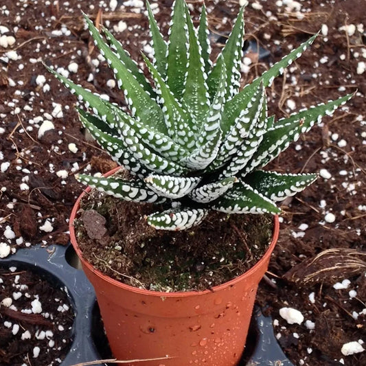 Plant 2" Haworthia